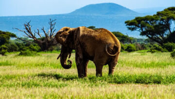 Why East Africa Is Perfect for First-Time Safari Travelers