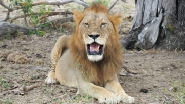 Top Reasons For You To Visit Uganda