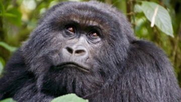 Gorilla Trekking: A Once-in-a-Lifetime Experience